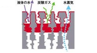 パーミエイト模式図
